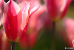 Smile Again✿祈り