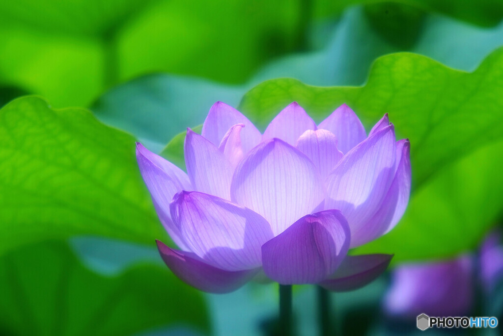 Mystery・蓮