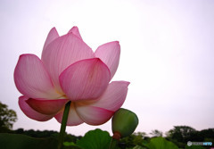 涼を求めて・蓮