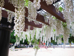 皐月の恋✿白藤