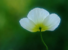 ホワイト・クローバー見つけたよ？