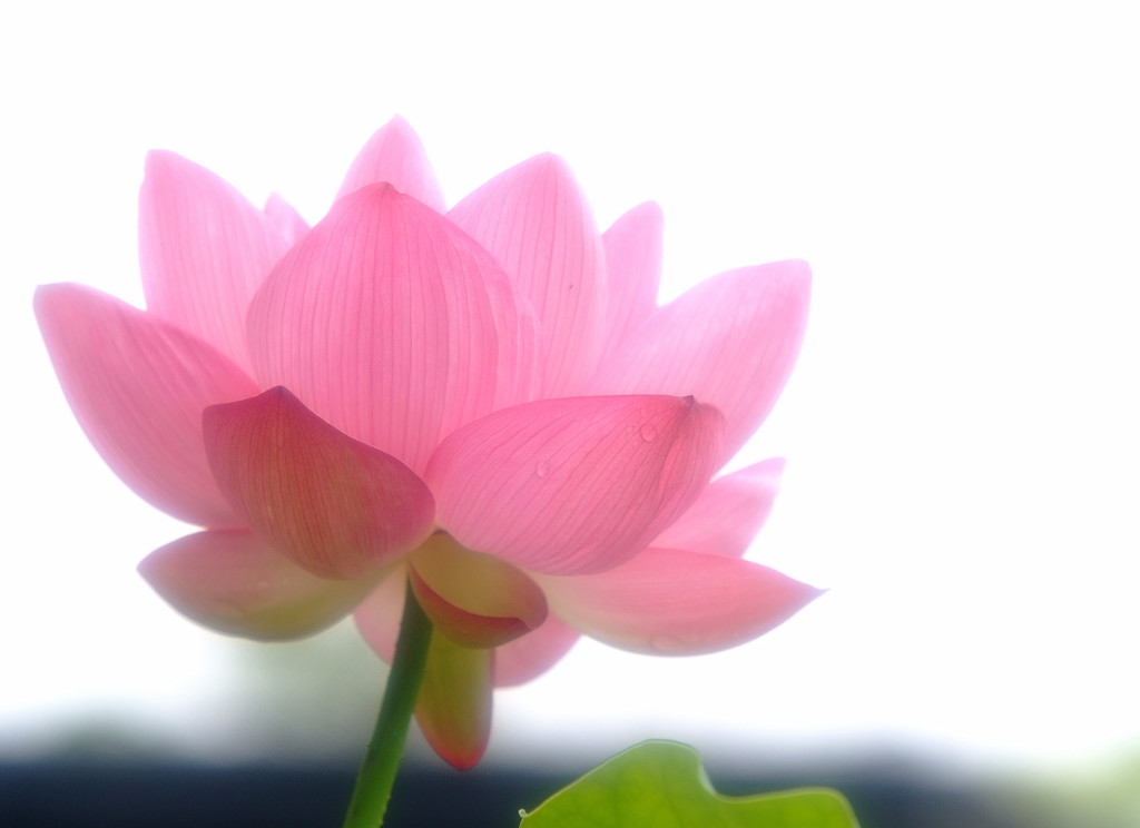 舞姫（Ⅴ）・蓮