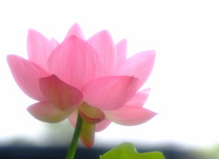 舞姫（Ⅴ）・蓮