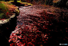 水面の絨毯✾落葉