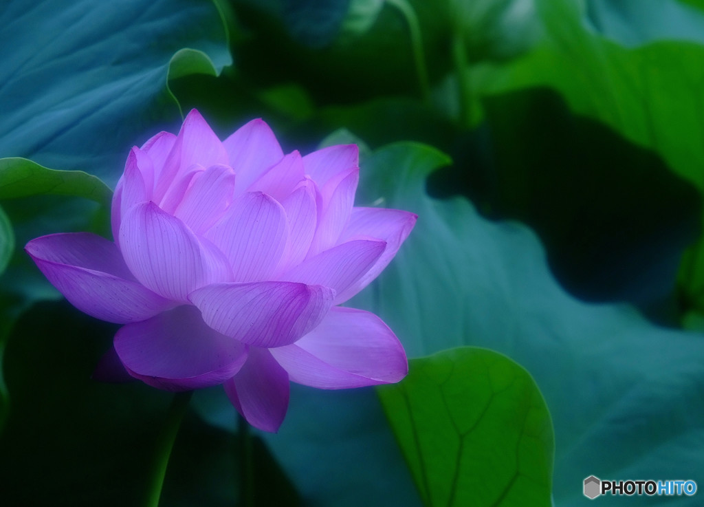時の旅人・華