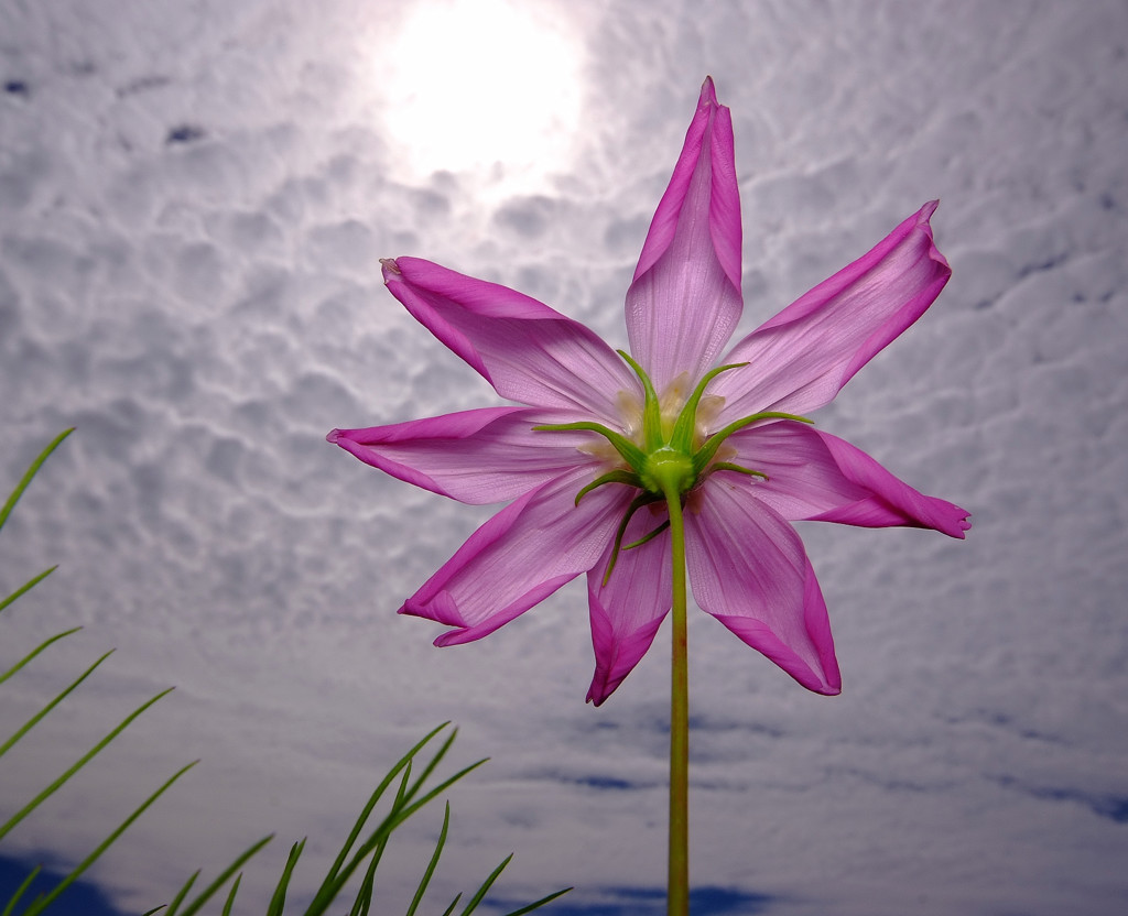 本日の晴天なり・こすもす