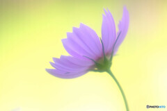 For you✾癒やしの時間