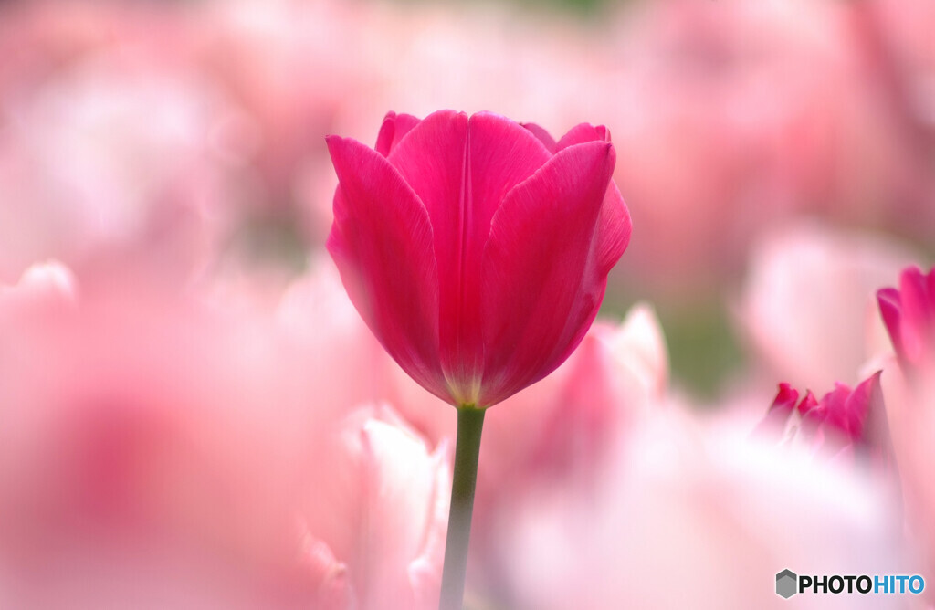 For you✿酔いしれて