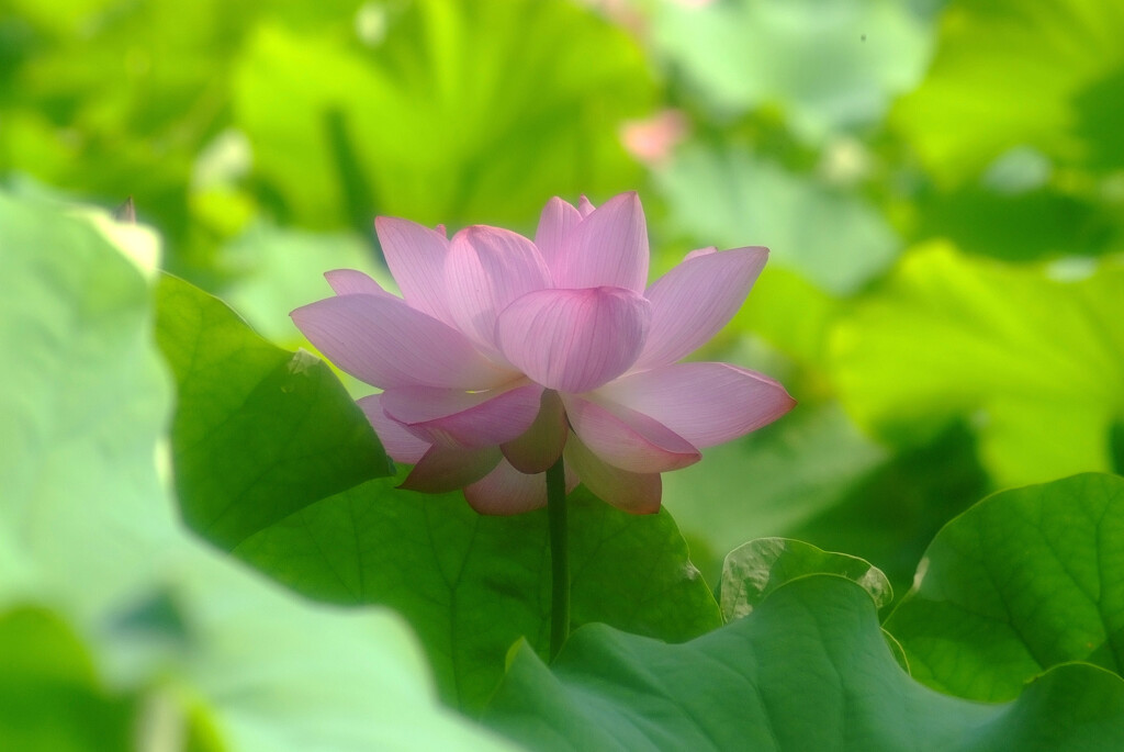 凜として✿蓮物語