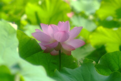 凜として✿蓮物語