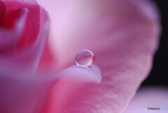 卯月の祈り・2020