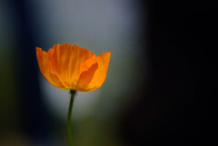 Japanese Beauty✿艶