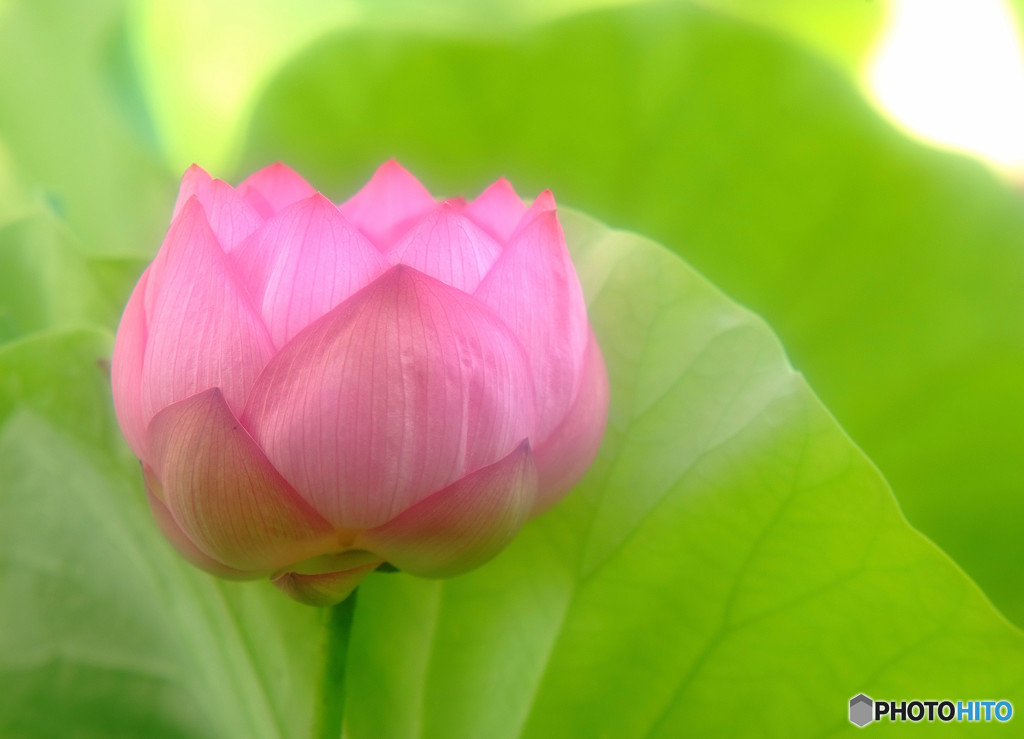 恋する惑星・蓮