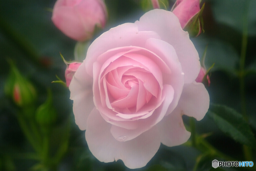 時の旅人✿皐月の華