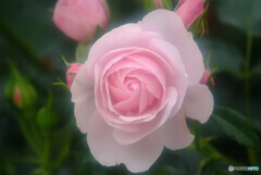 時の旅人✿皐月の華