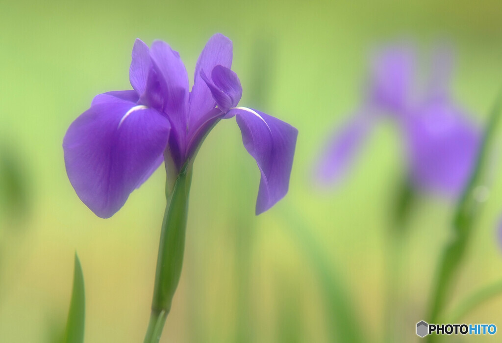 Mother's Day・捧げる