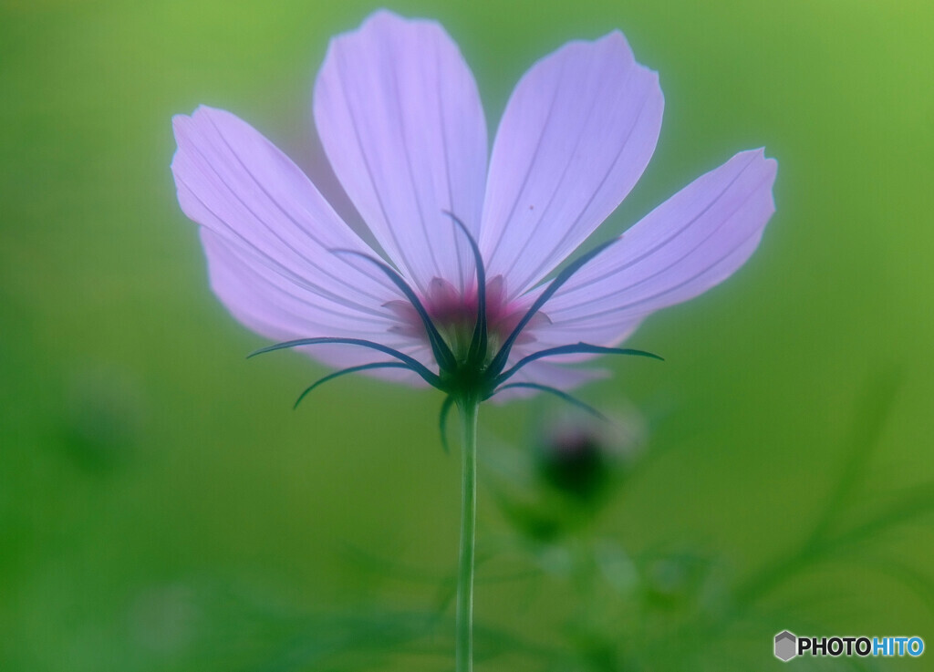 君に捧げるこの花を