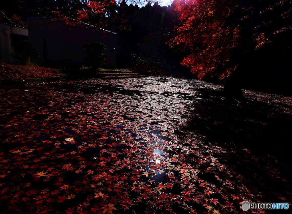 赤の絨毯・落葉