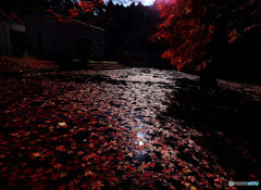 赤の絨毯・落葉