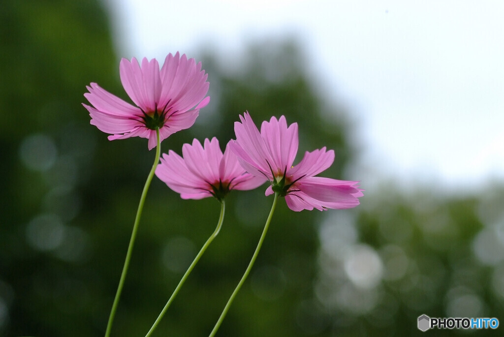 秋風に誘われて❁こすもすの時間