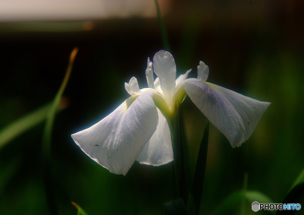 涼暮月の時・華