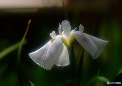 涼暮月の時・華