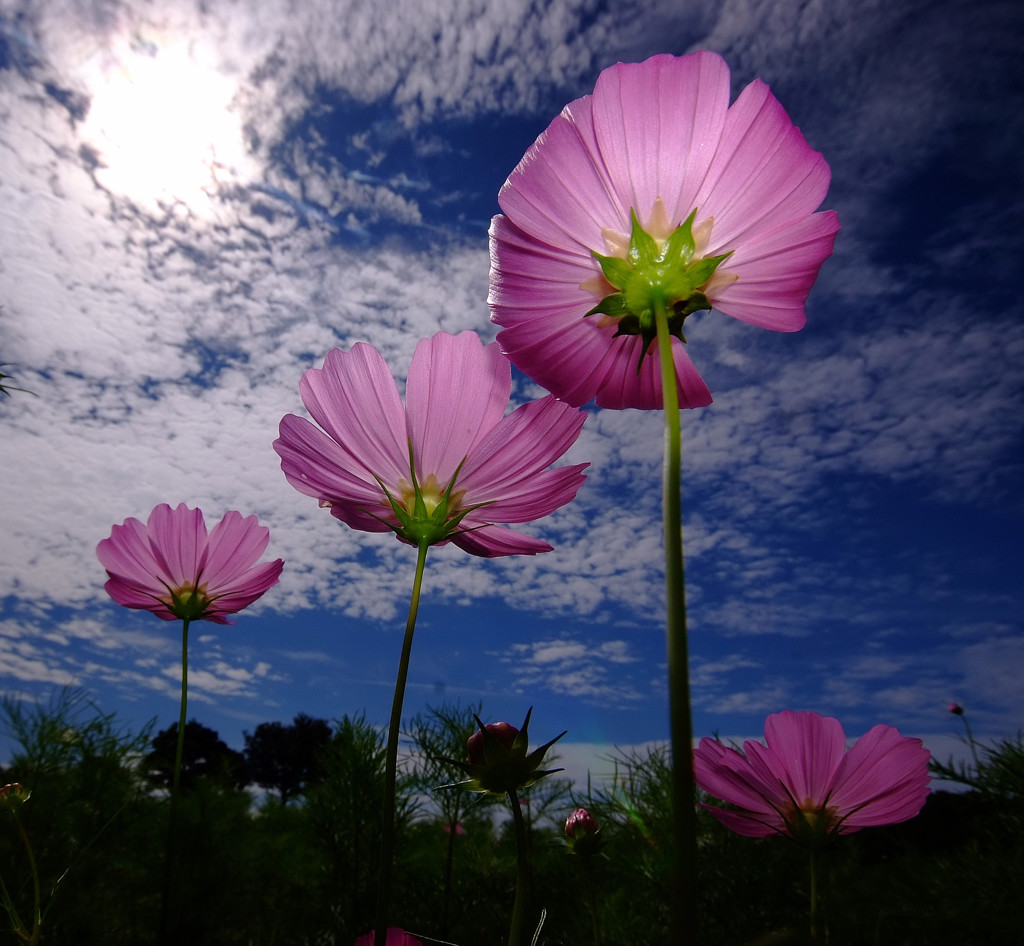 秋空と四重奏・・