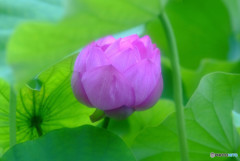 絆・蓮