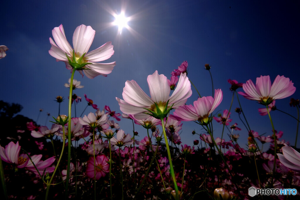 秋空にDance, Dance, Dance