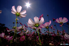 秋空にDance, Dance, Dance