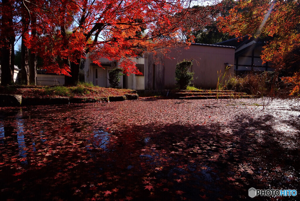 落葉の宴✿水車小屋2021
