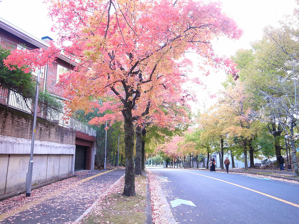 紅葉を楽しむ❁三色彩道2024