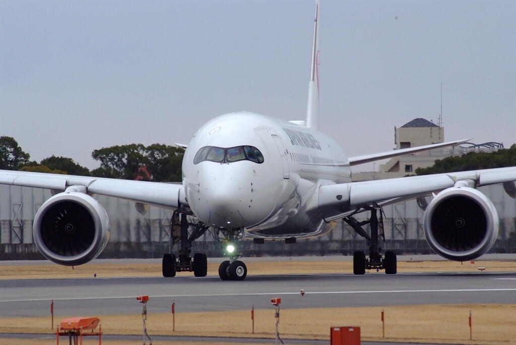 桜月の夢2025✈A350-900