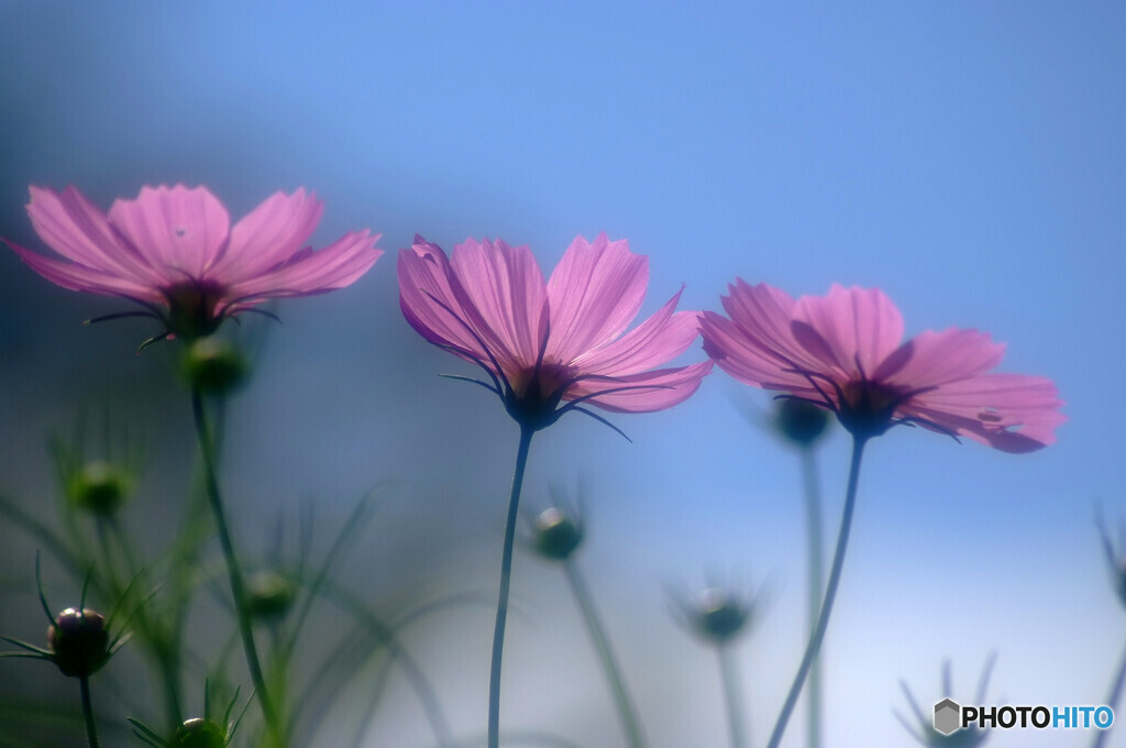都会のOasis✿こすもすの夢