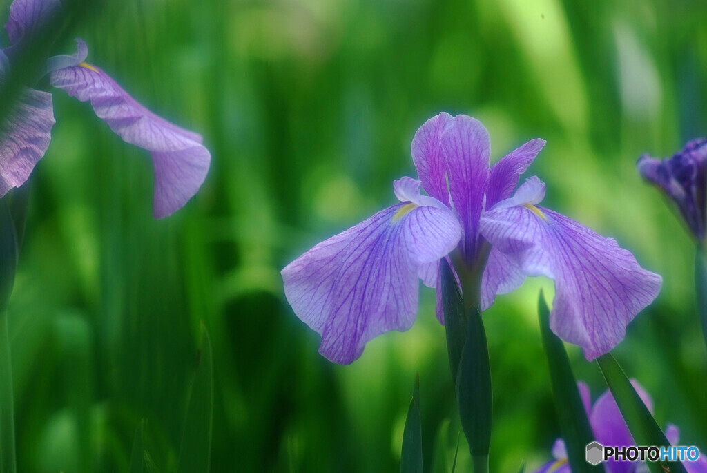 Japanese Beauty✿ときめき