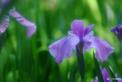 Japanese Beauty✿ときめき