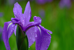 雨月の艶姫✿杜若