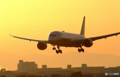 如月の翼✈Boeing 787-8