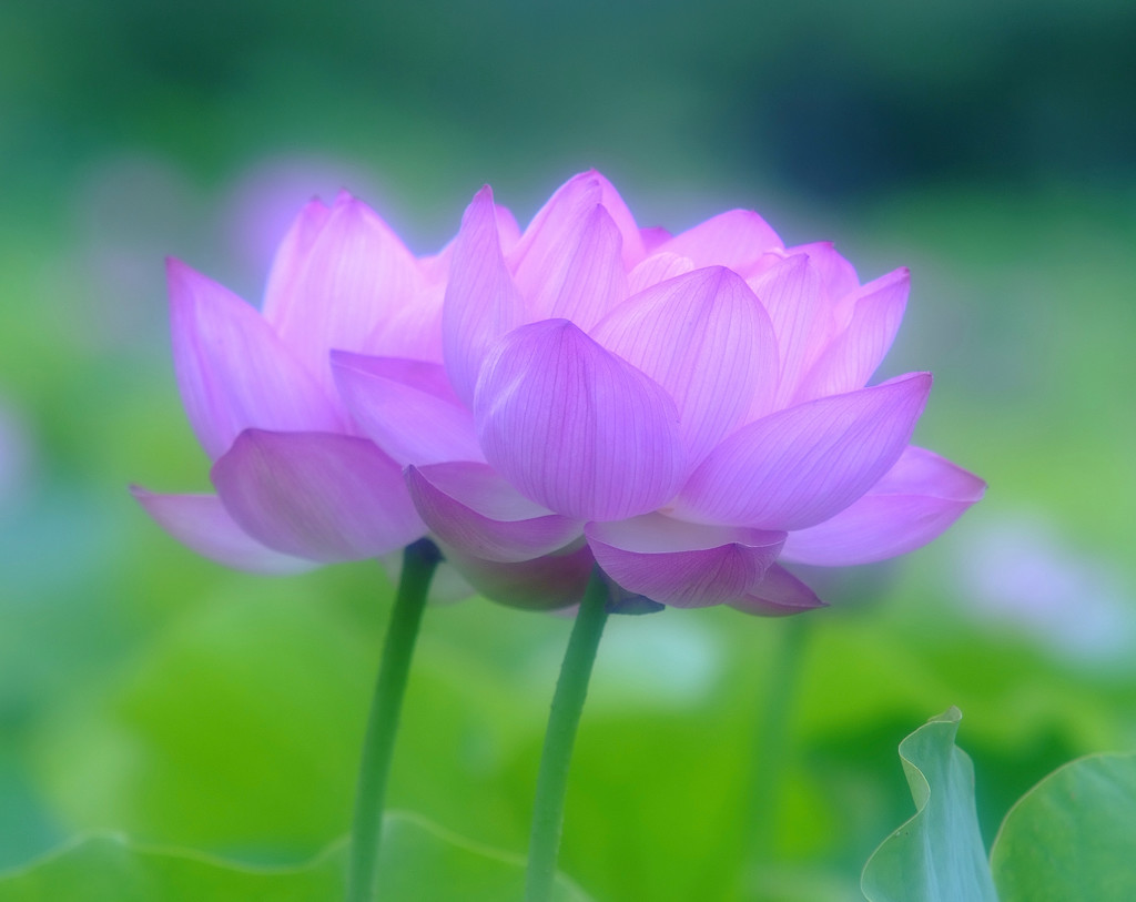 幸せの時間（Ⅸ）・蓮