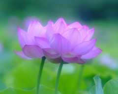 幸せの時間（Ⅸ）・蓮