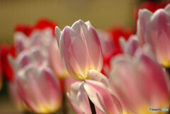 Saturday in April✿彩2023