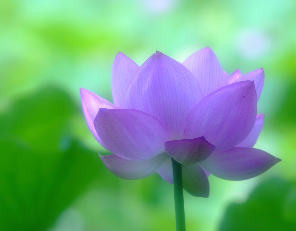 あなたに夢中・蓮