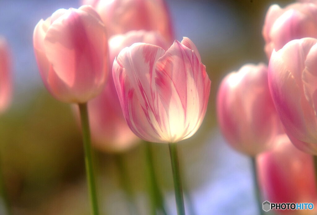 春風に誘われて・恋
