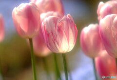 春風に誘われて・恋