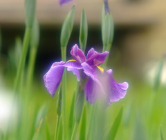 夢・菖蒲