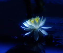 蒼色の華・蓮