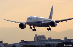 Japanese beautyⅡ✈787Dreamliner
