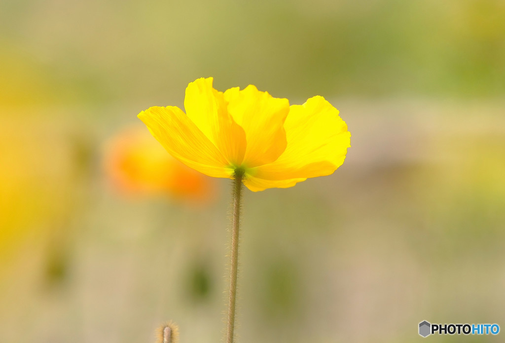 春を感じて・華