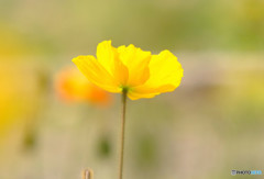 春を感じて・華 春を感じて・華