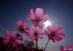 花の宴2020❁こすもす